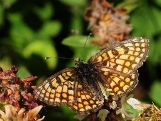 Cezayirli parhan (Melitaea ornata)