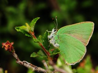 Anadolu Zmrt (Callophrys paulae)