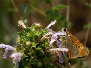 Sar Lekeli Zpzp (Thymelicus acteon)