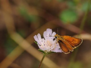 Sar Lekeli Zpzp (Thymelicus acteon)