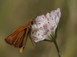 Sar Lekeli Zpzp (Thymelicus acteon)