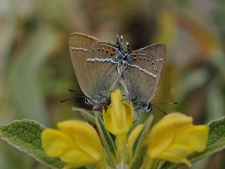 Gzel Sevbeni (Satyrium spini)