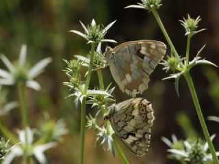 Azeri Melikesi (Melanargia hylata)