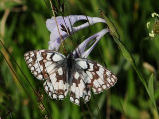 Uygur Melikesi (Melanargia russiae)