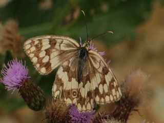 Azeri Melikesi (Melanargia hylata)