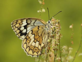 Azeri Melikesi (Melanargia hylata)