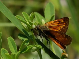 Orman Zpzp (Ochlodes sylvanus)