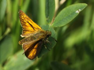 Orman Zpzp (Ochlodes sylvanus)