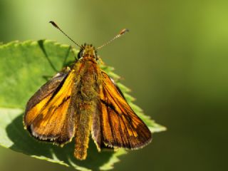 Orman Z�pz�p�&nbsp;(Ochlodes&nbsp;sylvanus)