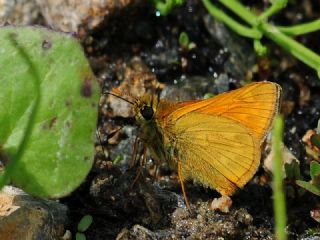 Orman Z�pz�p�&nbsp;(Ochlodes&nbsp;sylvanus)