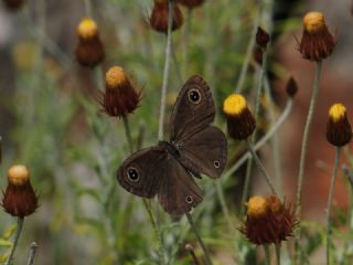 Karagz (Ypthima asterope)