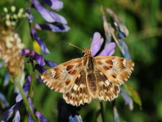 Mermer Zpzp (Carcharodus lavatherae)