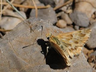 Mermer Zpzp (Carcharodus lavatherae)
