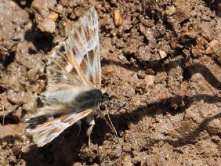 Mermer Z�pz�p�&nbsp;(Carcharodus&nbsp;lavatherae)