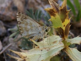 Mermer Zpzp (Carcharodus lavatherae)