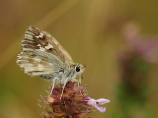 Mermer Zpzp (Carcharodus lavatherae)