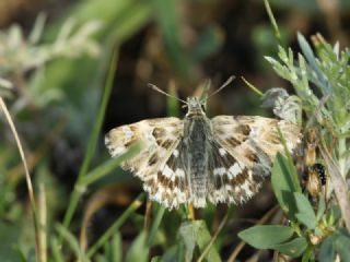 Mermer Z�pz�p�&nbsp;(Carcharodus&nbsp;lavatherae)