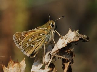 Gm Benekli Zpzp (Hesperia comma)