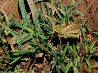 Gm Benekli Zpzp (Hesperia comma)