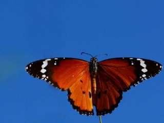 Sultan (Danaus chrysippus)