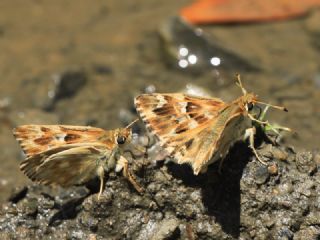 Mermer Z�pz�p�&nbsp;(Carcharodus&nbsp;lavatherae)