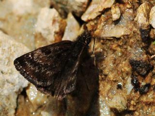 Kara Zpzp (Erynnis marloyi)