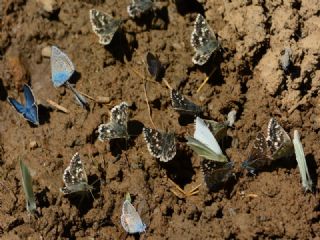 Pogge Z�pz�p�&nbsp;(Muschampia&nbsp;poggei)