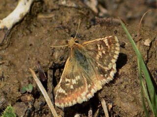 Anadolu Z�pz�p�&nbsp;(Muschampia&nbsp;proteides)