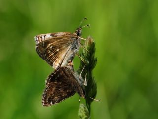 Pasl� Z�pz�p&nbsp;(Erynnis&nbsp;tages)