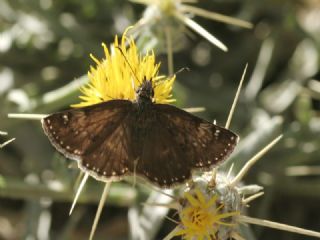 Pasl Zpzp (Erynnis tages)