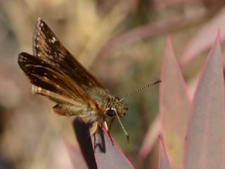 Pasl� Z�pz�p&nbsp;(Erynnis&nbsp;tages)