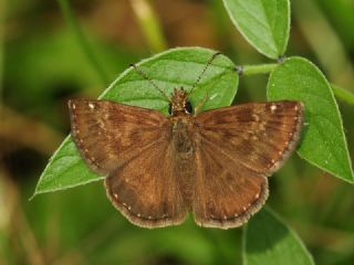 Pasl Zpzp (Erynnis tages)