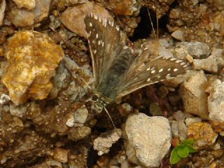 Byk Boz Zpzp (Pyrgus alveus)