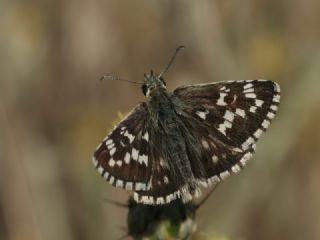 Gzel Zpzp (Pyrgus cinarae)