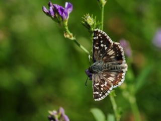 Gzel Zpzp (Pyrgus cinarae)