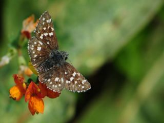 Ege Zpzp (Pyrgus melotis)