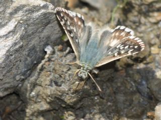 Ege Z�pz�p�&nbsp;(Pyrgus&nbsp;melotis)