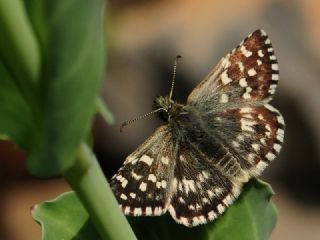 Ege Zpzp (Pyrgus melotis)