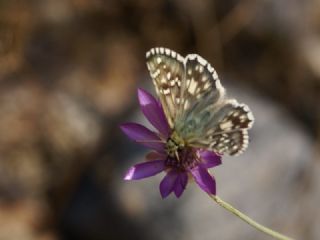 Ege Zpzp (Pyrgus melotis)