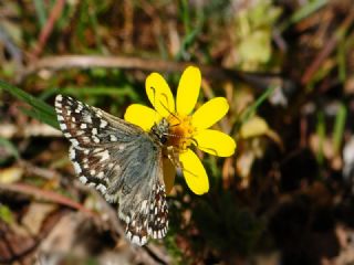 Ege Zpzp (Pyrgus melotis)