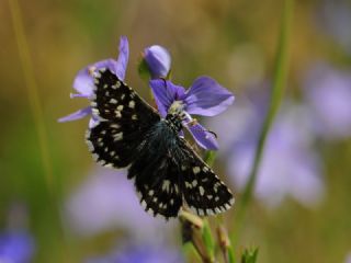 Ege Z�pz�p�&nbsp;(Pyrgus&nbsp;melotis)