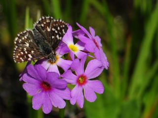 Ege Zpzp (Pyrgus melotis)