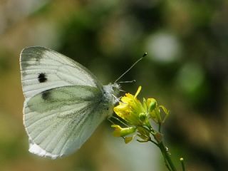 Yalanc� Beyazmelek&nbsp;(Pieris&nbsp;pseudorapae)