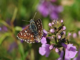 Kzl Zpzp (Spialia orbifer)