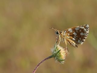 K�z�l Z�pz�p&nbsp;(Spialia&nbsp;orbifer)