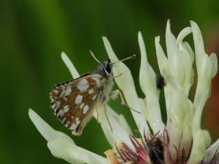 Kzl Zpzp (Spialia orbifer)