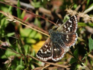 Kzl Zpzp (Spialia orbifer)