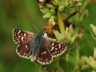 Kzl Zpzp (Spialia orbifer)