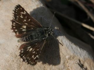 Kzl Zpzp (Spialia orbifer)
