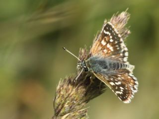 K�z�l Z�pz�p&nbsp;(Spialia&nbsp;orbifer)